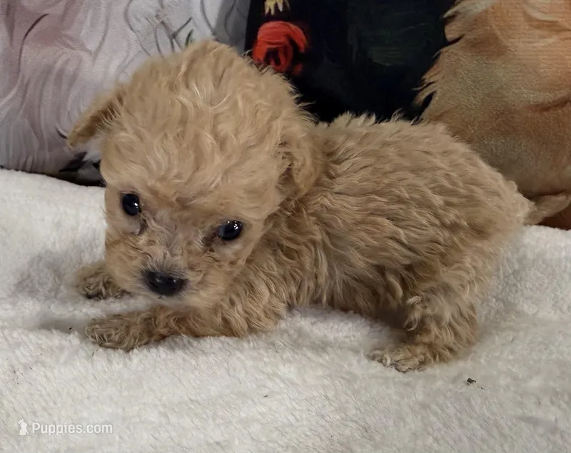 Captain – Maltipoo puppy for sale in Lake City, FL