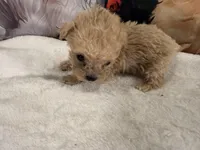 Captain, a male Maltipoo for sale in Lake City, FL – Photo 2 of 2