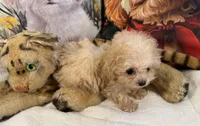 Tiny Tim. Tea Cup. Charting to be 2.5lbs as an adult, a male Maltipoo for sale in Lake City, FL – Photo 3 of 7