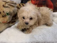 Tiny Tim. Tea Cup. Charting to be 2.5lbs as an adult, a male Maltipoo for sale in Lake City, FL – Photo 2 of 7