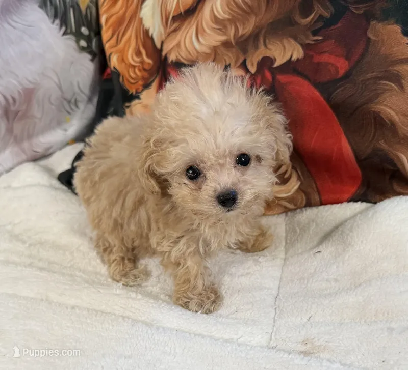 Tiny Tim. Tea Cup. Charting to be 2.5lbs as an adult – Maltipoo puppy for sale in Lake City, FL