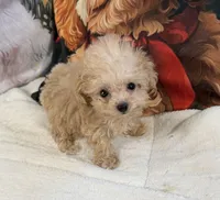 Tiny Tim. Tea Cup. Charting to be 2.5lbs as an adult, a male Maltipoo for sale in Lake City, FL – Photo 1 of 7