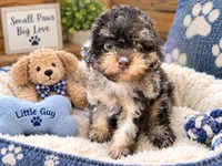 Bosco Korean sire, a male Maltipoo for sale in Lake City, FL – 2 of 2