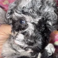 Kalidoiscope. Tea cup, a female Maltipoo for sale in Lake City, FL – 4 of 6