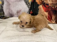 Poppy, a female Maltipoo for sale in Lake City, FL – Photo 3 of 3