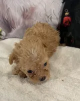 Poppy, a female Maltipoo for sale in Lake City, FL – Photo 1 of 3