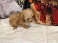 Poppy, a female Maltipoo for sale in Lake City, FL – Photo 2 of 3