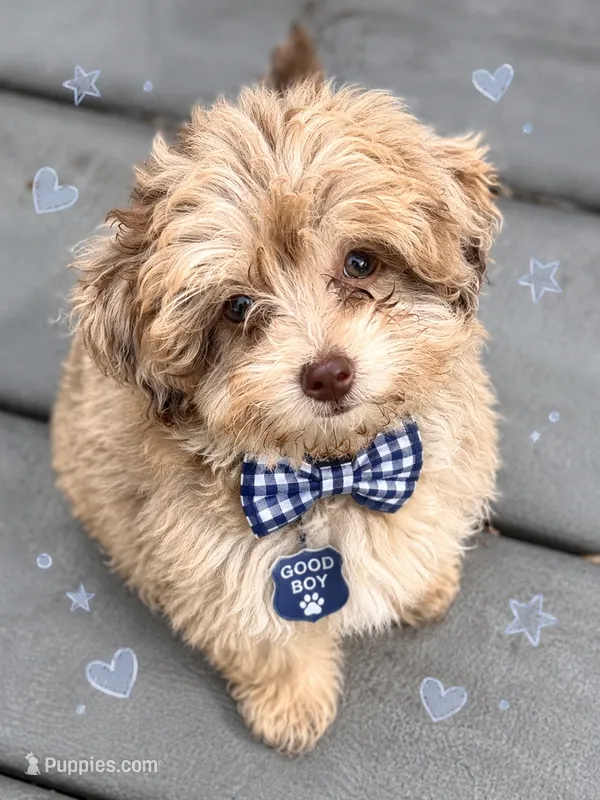 Midas RARE CHOCOLATE MERLE – Maltipoo, Poodle - Toy  puppy for sale in Lake City, FL