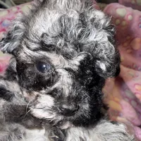 Kalidoiscope. Tea cup, a female Maltipoo for sale in Lake City, FL – 6 of 6