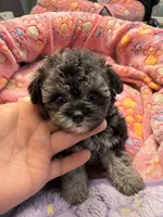 Kalidoiscope. Tea cup, a female Maltipoo for sale in Lake City, FL – 1 of 6