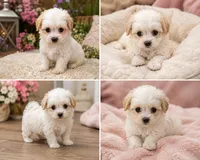 Crystal Micro tea cup. Charting to be 2.5 Lbs , a female Maltipoo for sale in Lake City, FL – 3 of 3