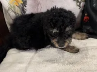 Johnny, a male Maltipoo and Poodle - Toy  for sale in Lake City, FL – Photo 1 of 2