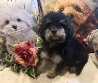 Johnny, a male Maltipoo and Poodle - Toy  for sale in Lake City, FL – 1 of 3