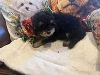 Johnny, a male Maltipoo and Poodle - Toy  for sale in Lake City, FL – 2 of 3