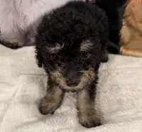 Johnny, a male Maltipoo and Poodle - Toy  for sale in Lake City, FL – Photo 2 of 2