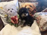 Johnny, a male Maltipoo and Poodle - Toy  for sale in Lake City, FL – 3 of 3