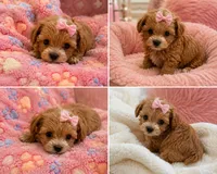 Wee one (Korean Sire), a female Maltipoo for sale in Lake City, FL – 2 of 2
