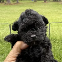 Lilbit Micro Teacp Korean Parents, a female Maltipoo for sale in Lake City, FL – 2 of 2