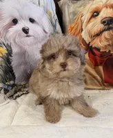 Midas RARE CHOCOLATE MERLE, a male Maltipoo and Poodle - Toy  for sale in Lake City, FL – Photo 1 of 3
