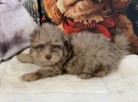 Midas RARE CHOCOLATE MERLE, a male Maltipoo and Poodle - Toy  for sale in Lake City, FL – Photo 3 of 3