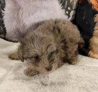 Midas, a male Maltipoo and Poodle - Toy  for sale in Lake City, FL – Photo 2 of 3