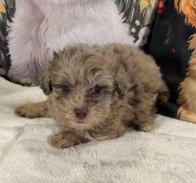 Midas – Maltipoo, Poodle - Toy  puppy for sale in Lake City, FL