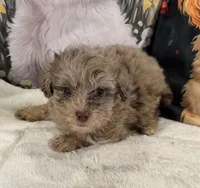 Midas, a male Maltipoo and Poodle - Toy  for sale in Lake City, FL – Photo 1 of 3