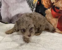 Midas, a male Maltipoo and Poodle - Toy  for sale in Lake City, FL – Photo 3 of 3