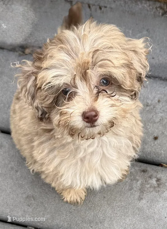 Midas RARE CHOCOLATE MERLE – Maltipoo, Poodle - Toy  puppy for sale in Lake City, FL