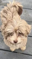 Midas RARE CHOCOLATE MERLE, a male Maltipoo and Poodle - Toy  for sale in Lake City, FL – 2 of 5