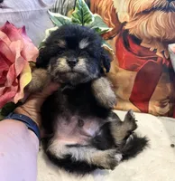 Pepper (Korean Parents), a male Maltipoo for sale in Lake City, FL – Photo 3 of 3