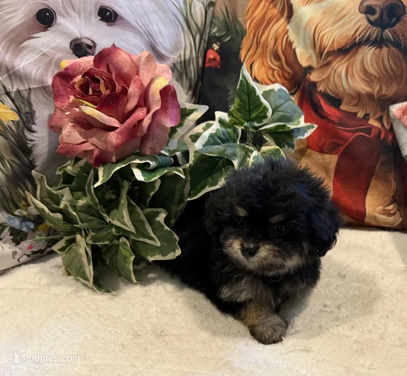 Pepper (Korean Parents) – Maltipoo puppy for sale in Lake City, FL