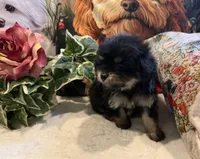 Pepper (Korean Parents), a male Maltipoo for sale in Lake City, FL – Photo 2 of 3