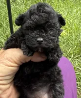 Lilbit Micro Teacp Korean Parents, a female Maltipoo for sale in Lake City, FL – 1 of 2