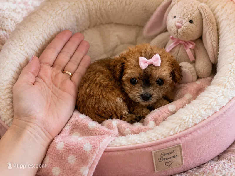 Mable – Maltipoo puppy for sale in Lake City, FL