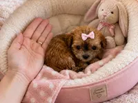 Mable, a female Maltipoo for sale in Lake City, FL – 1 of 1
