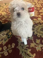Crystal Micro tea cup. Charting to be 2.5 Lbs , a female Maltipoo for sale in Lake City, FL – 2 of 3