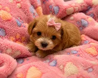 Wee one (Korean Sire), a female Maltipoo for sale in Lake City, FL – 1 of 2
