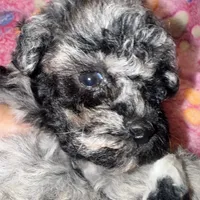 Kalidoiscope. Tea cup, a female Maltipoo for sale in Lake City, FL – 5 of 6