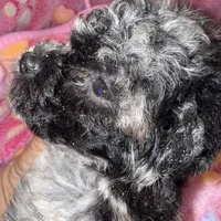 kalidascope, a female Maltipoo for sale in Lake City, FL – 3 of 3