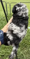 Kalidoiscope. Tea cup, a female Maltipoo for sale in Lake City, FL – 3 of 6