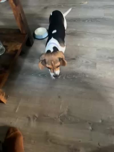 Roshel, a female Beagle for sale in Hernando, FL – 3 of 3