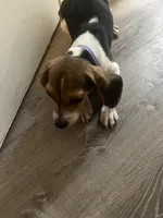 Roshel, a female Beagle for sale in Hernando, FL – 1 of 3