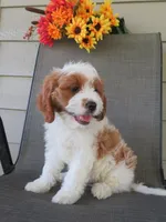 Nalo, a male Cavapoo for sale in Oskaloosa, KS – 5 of 8