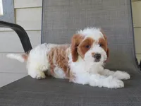 Nalo, a male Cavapoo for sale in Oskaloosa, KS – 6 of 8