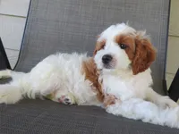 Noelle, a female Cavapoo for sale in Oskaloosa, KS – 5 of 10