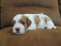 Nalo, a male Cavapoo for sale in Oskaloosa, KS – 3 of 7
