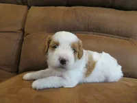 Noelle, a female Cavapoo for sale in Oskaloosa, KS – 4 of 7