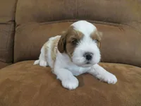 Nalo, a male Cavapoo for sale in Oskaloosa, KS – 2 of 7