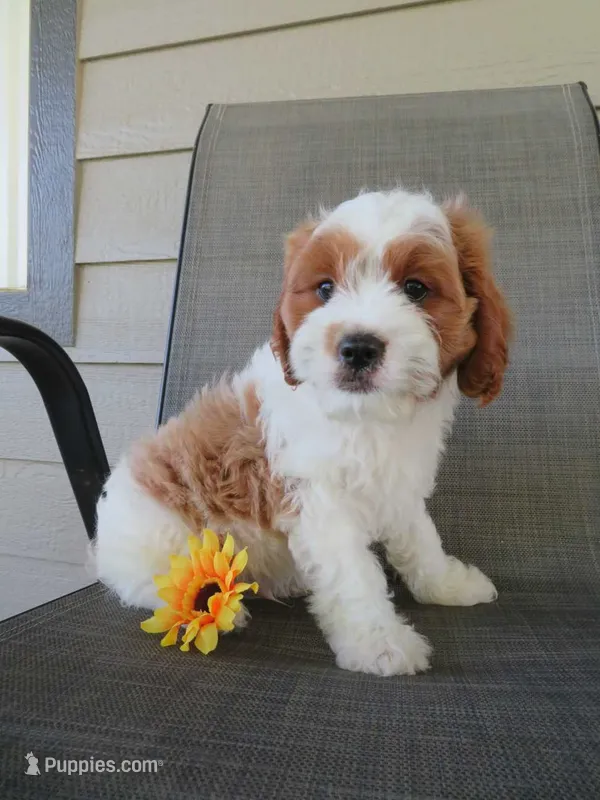Nalo – Cavapoo puppy for sale in Oskaloosa, KS